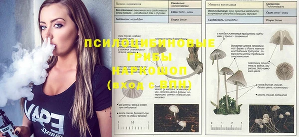 молекула духа Богданович